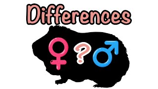 Differences between male and female guinea pigs