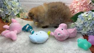ポメラニアンの動画01