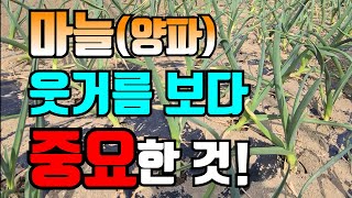 3월상순 마늘에 고자리파리 피해 방지를 위해서 살충제 뿌렸습니다/ 홍산마늘