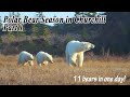 PRIVATE Polar Bear Tour In Churchill MB