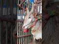 The Furious Jallikattu Bull Jallikattu Jallikattu
