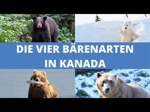 Die interessantesten Fakten über die vier Bärenarten in Kanada