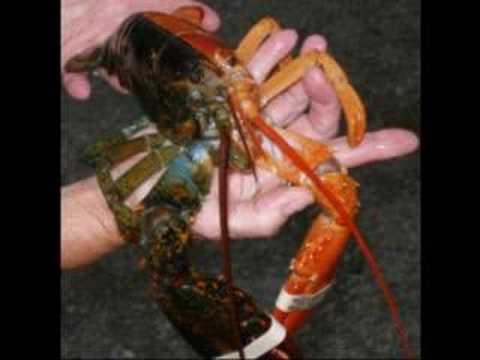 Mystic Chords of Memory - Like A Lobster