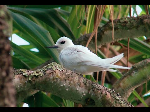 Pitcairn Islands – Henderson Island's wildlife Video
