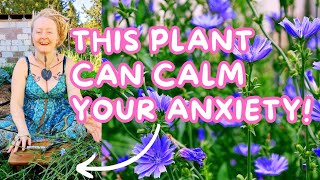 ✨This Plant Can Calm Your Anxiety! 🌿 Chicory for Anxiety ✨ Digestive health ✨ Easy Tincture + More!🌿