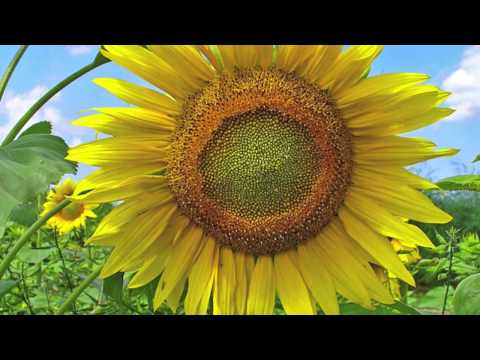 Ah! Sunflower a poem written by William Blake