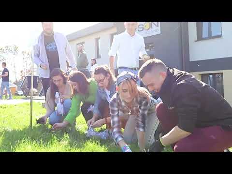 Krokusy dla pszczół !