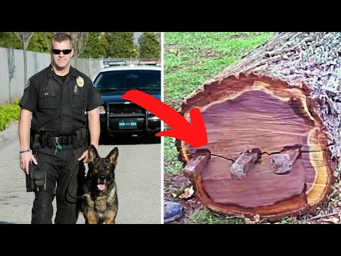 Ex-Police Dog Keeps Barking At Tree, Dad Finds A Lot More Than Wood Inside