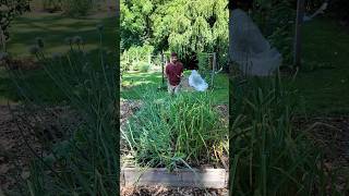 Best Single Crop to Grow: Alliums — Full Breakdown & Transcript
