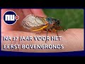 Miljoenen insecten in VS kruipen na 17 jaar uit de grond om te paren | NU.nl