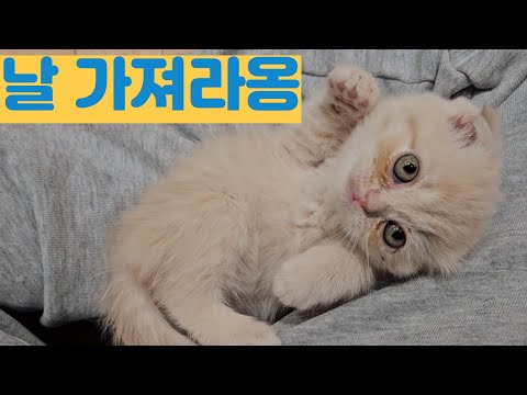 솜뭉치 같은 꼬맹이