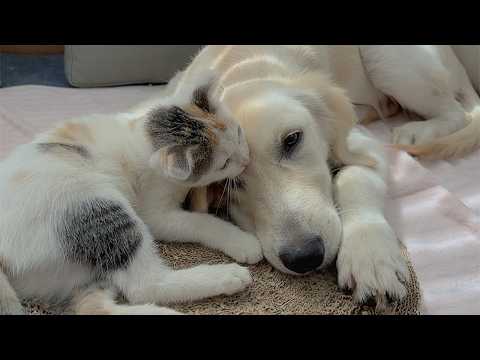 YouTube 썸네일