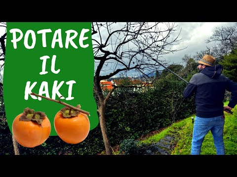 POTARE il KAKI: come e quando fare la potatura del cachi