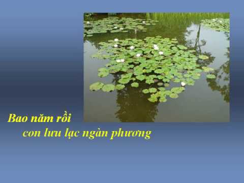 DÂNG MẸ - Nhạc Võ Tá Hân - Thơ Thích Quảng Độ