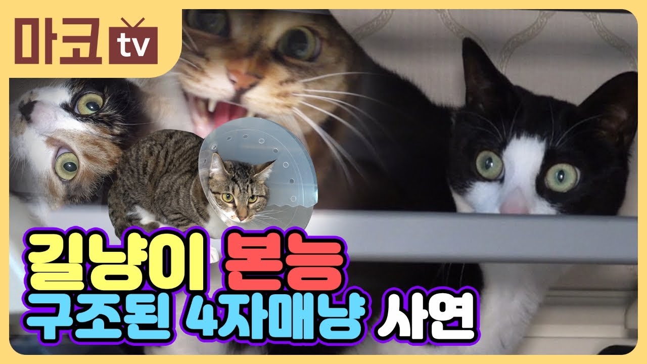 [유튜브 영상]