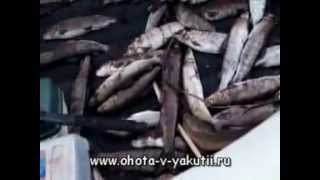 Рыбалка на реке моркока в якутии