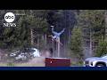 Bison Attacks Tourist At Yellowstone Park