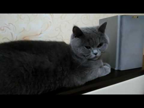 Кисе по душе LUCAVEROS #слезы #lucaveros #сильнаянезависимаяженщина #2017 #kitty #британка