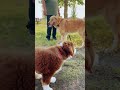 On the road- can dig a fish? #dog #puppy #pets #goldenretriev #animals #shepherd #subscribe #shorts