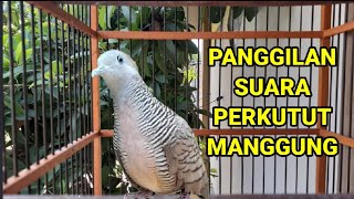 Download lagu SUARA PERKUTUT PEMIKAT ! PALING AMPUH UNTUK PANCINGAN PERKUTUT LOKAL DAN BANGKOK mp3 Download lagu SUARA PERKUTUT PEMIKAT ! PALING AMPUH UNTUK PANCINGAN PERKUTUT LOKAL DAN BANGKOK mp3