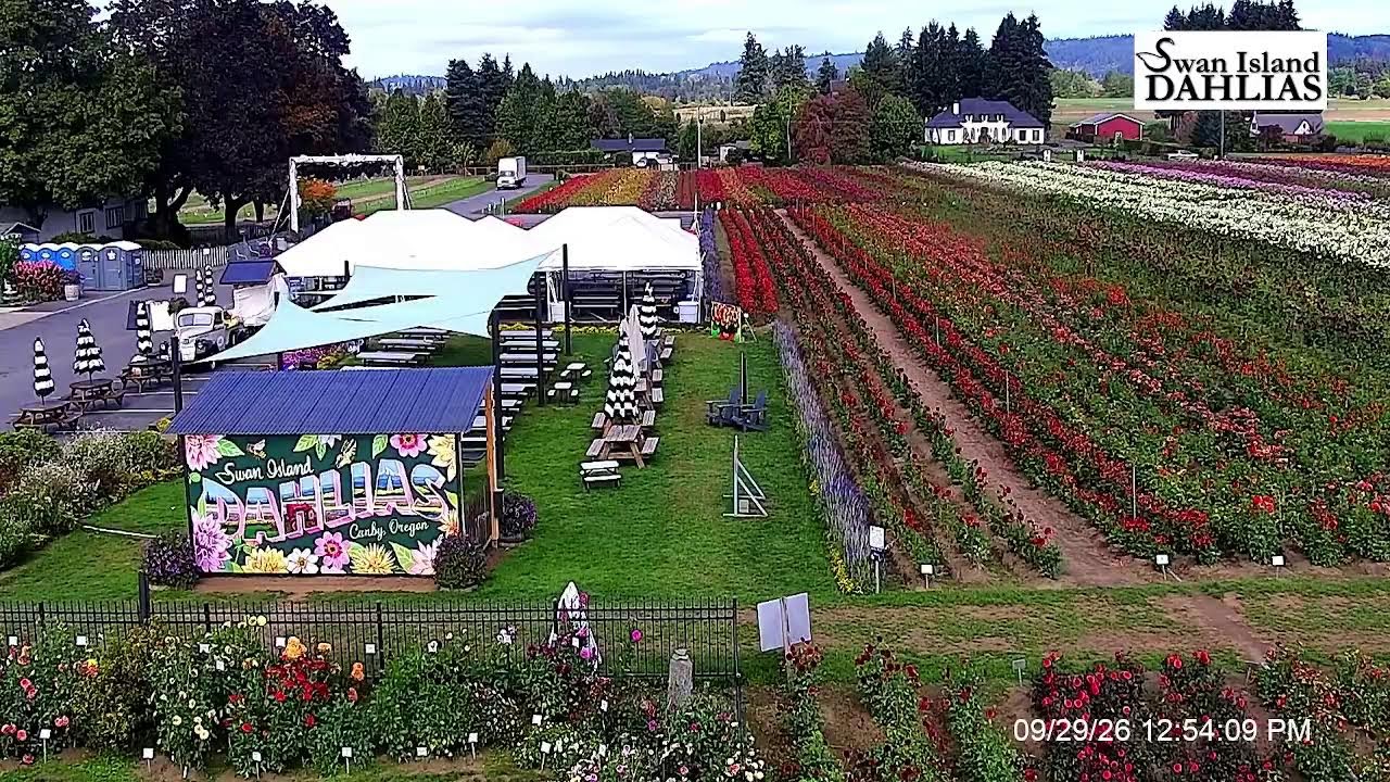 Live webcam view of Swan Island Dahlias Farm & Gardens