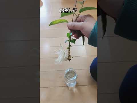 ディプラデニアに水をやる方法は？冬でもメンテナンスはどのくらい必要ですか？  庭園