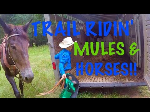 download lagu mp3 mp4 Trail Riding Mules, download lagu Trail Riding Mules gratis, unduh video klip Trail Riding Mules