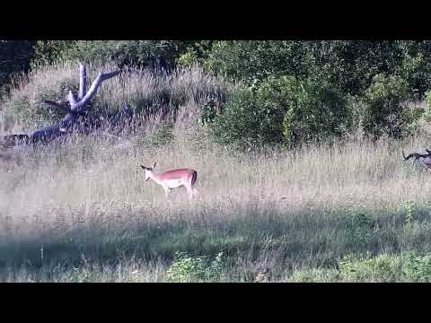 Djuma: Lone Impala female - 06:35 - 02/05/2023