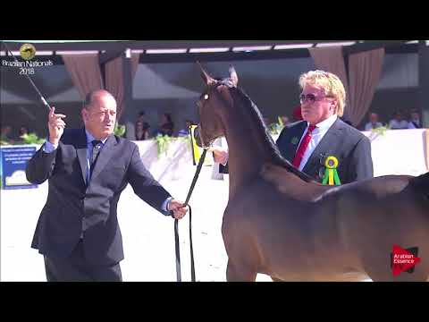 N.28 MANSURAT RB - Brazilian Nationals 2018 - Junior JR Colts 6-8 months