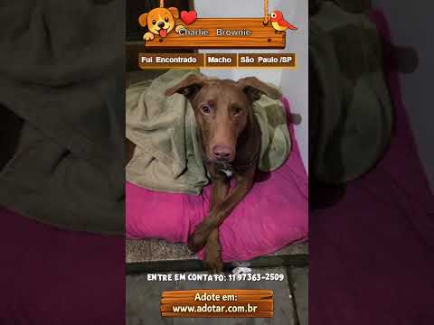 Vídeo de Charlie Brownie