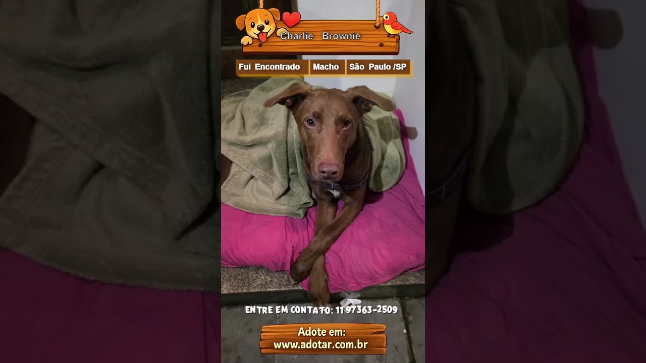 Cachorro raça SRD-ViraLata idade 1 ano nome Charlie Brownie
