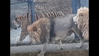 Lion vs Tiger-Chuck vs Valday- Siberian Tiger vs African Lion- Size Comparison