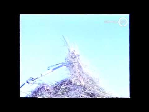 Oude beelden vuurfestival Meddo