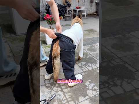 🐶 El Perrito Malentendió Todo 😂 ¡Mira lo que pasó!