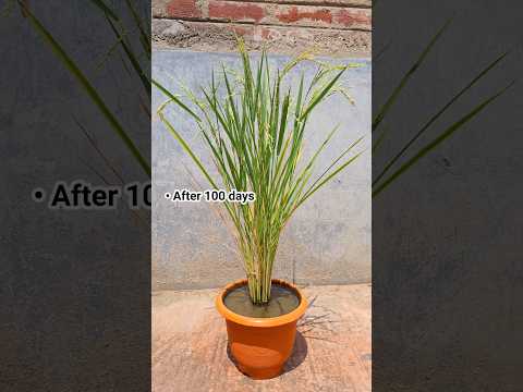 How to grow rice at home || how to grow rice #shorts #youtubeshorts #rice