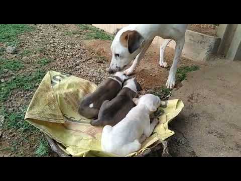 Ruby( Mandai dog) and her puppies