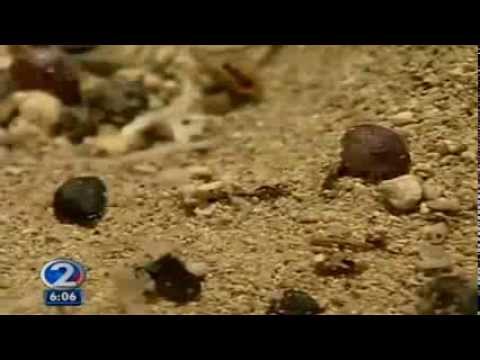 Millions of Unknown Creatures wash ashore (july 15 2012)