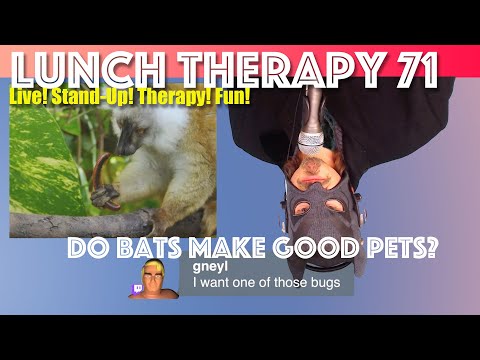 Do Bats Make Good Pets? - Lunch Therapy 71