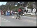Animals On Parade