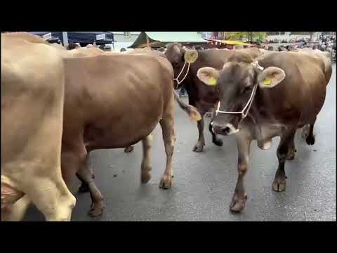 580 Kühe an der Appenzeller Viehschau