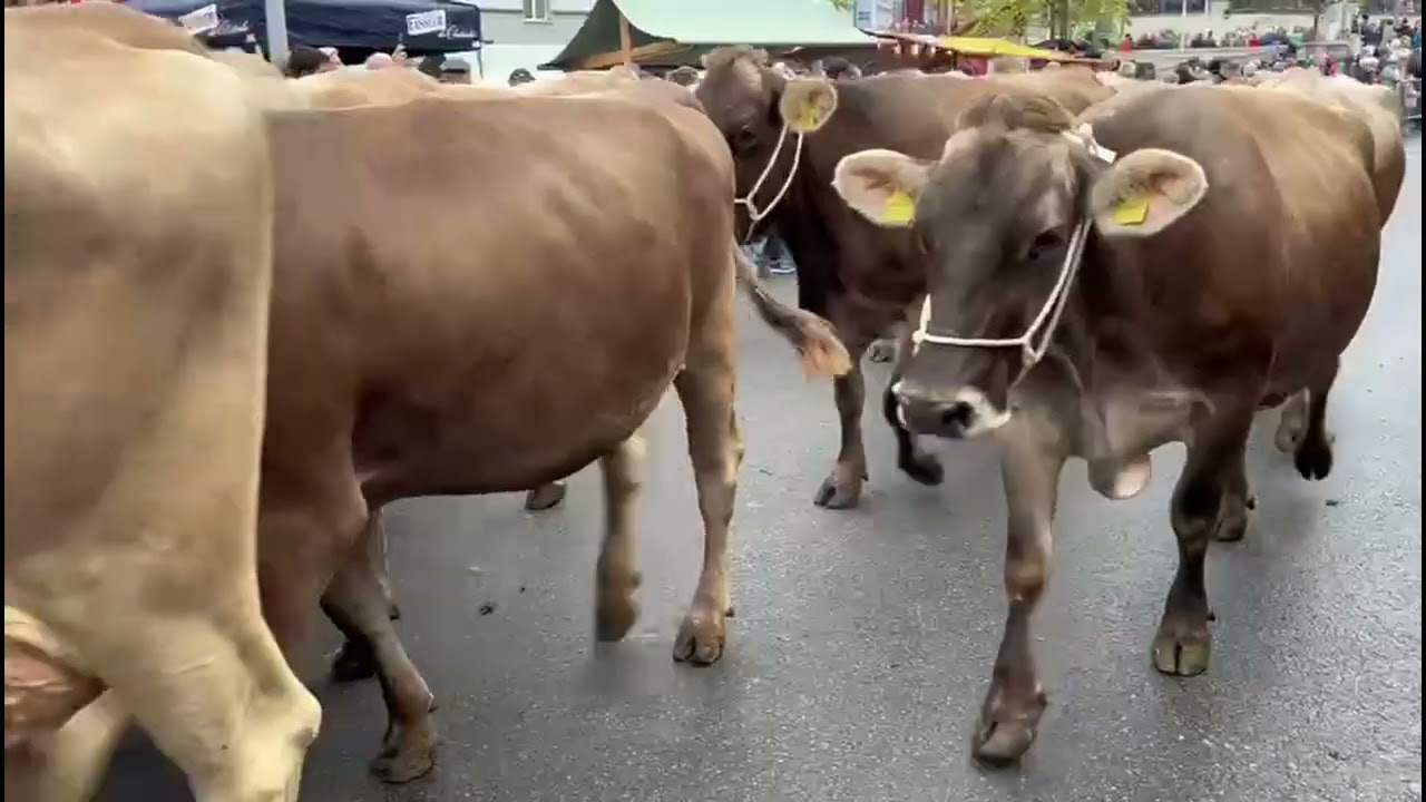 Balea holte sich den Tagessieg an der Appenzeller Viehschau