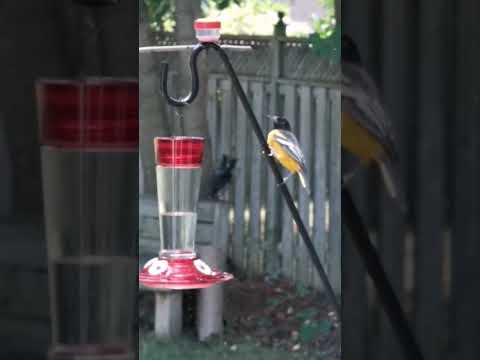 Funny - Baltimore Oriole Trying To Drink at Hummingbird Feeder
