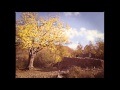 STAND HIGH PATROL - The Big Tree ...