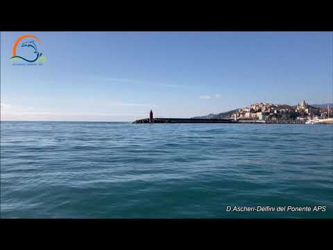 Tursiopi all'entrata del Porto di Imperia