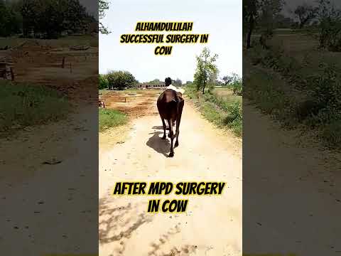 #MPD#MPD COW #سرن #before MPD surgery #after MPD surgery #sarni #shernil#medial patellar Desmotomy