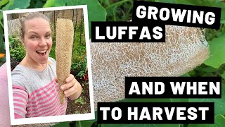 Growing Luffas and When to Harvest