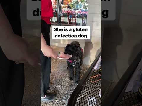 Gluten in Sushi? Gluten detection dog checks