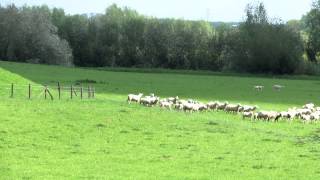 preview picture of video 'Border collie Lars aan het werk / The working sheepdog with his lamb'