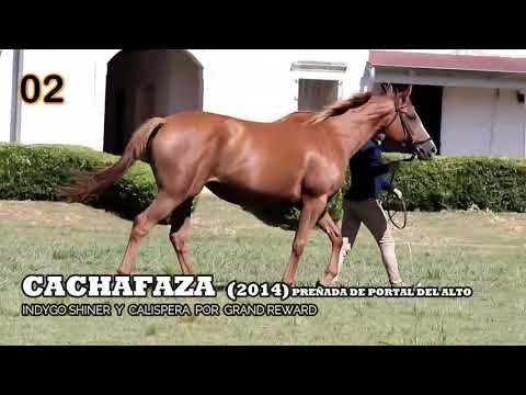 Lote CACHAFAZA (ARG)