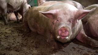 DOMINION Documentary |  2018